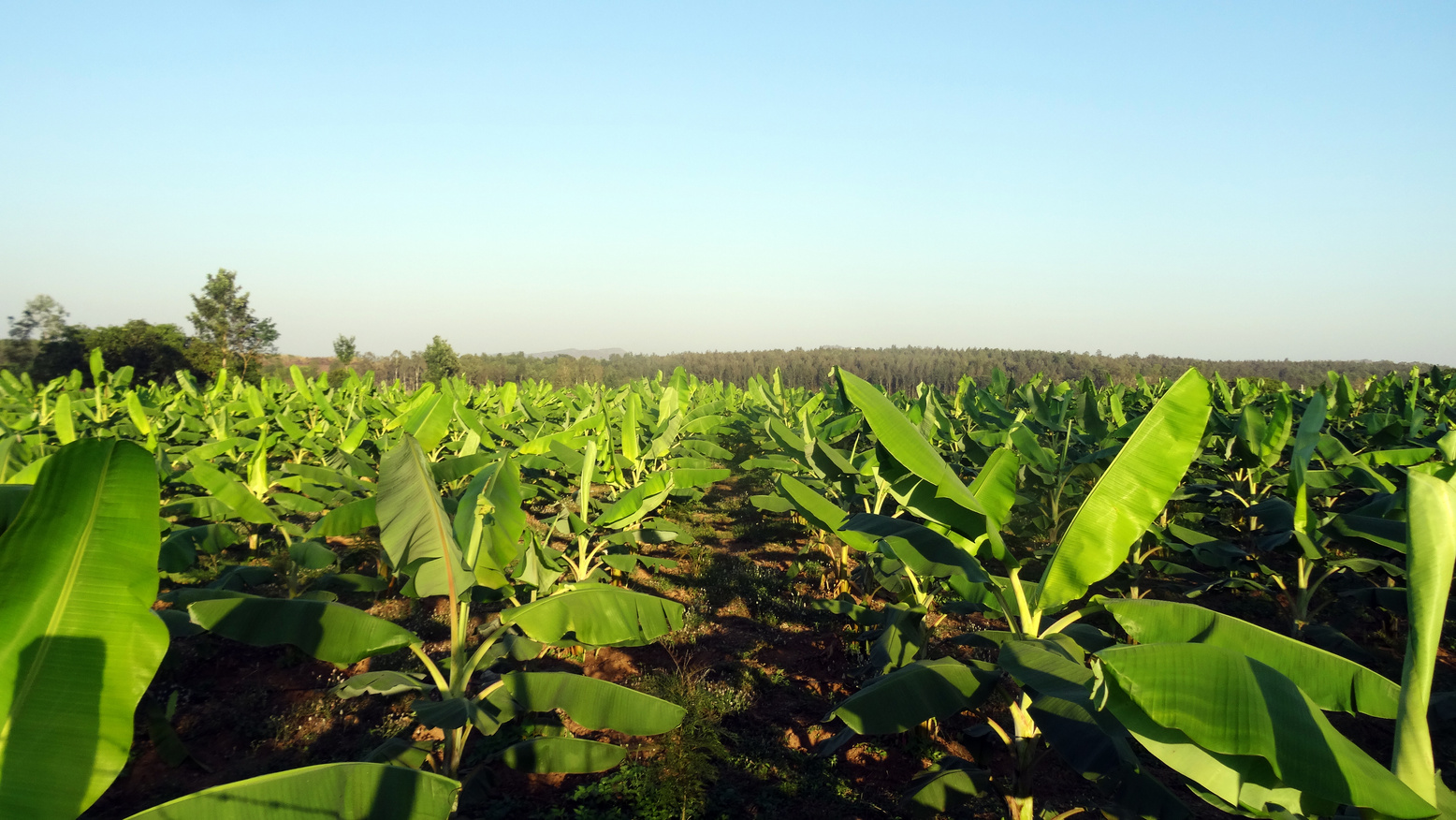 Banana plantation